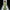 Verdant Bloom Gown